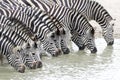 Herd of Zebra drinking water from a river in Kruger Park South Africa