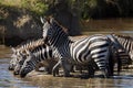 A herd of zebra drinking water in Serengeti National Park Tanzania