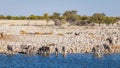 Herd of zebra  Equus Burchelli standing in the water drinking at the Okaukuejo waterhole, Etosha National Park, Namibia. Royalty Free Stock Photo