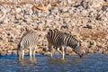 Herd of zebra  Equus Burchelli standing in the water drinking at the Okaukuejo waterhole, Etosha National Park, Namibia. Royalty Free Stock Photo