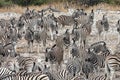 Herd of Zebra - Etosha National Park - Namibia Royalty Free Stock Photo