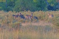 A Herd of Zebra Feeding in the Grasses in the Evening Royalty Free Stock Photo