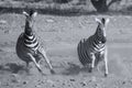 Herd of zebra fleeing from danger at dusty waterhole artistic co