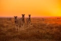 A herd of Zebra grazing in the grass, against a beautiful golden sky at sunrise Royalty Free Stock Photo