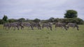 Herd of Zebra grazing at Nxai Pan Royalty Free Stock Photo