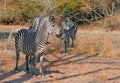 Herd of Zebra looking alert while standing in the bush, south luangwa national park, zambia Royalty Free Stock Photo