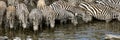 Herd of zebra at Masai mara Kenya Royalty Free Stock Photo