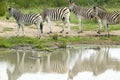 Herd of Zebra reflected at watering pond in Umfolozi Game Reserve, South Africa, established in 1897