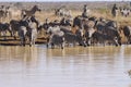 Herd of zebra by river