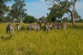 Herd of zebra`s grazing in the African Savannah Royalty Free Stock Photo