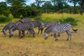Herd of zebra`s grazing in the African savannah of Namibia Royalty Free Stock Photo