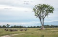 Herd of zebra under a tree in Botswana