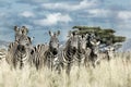 Herd of zebra in the wild savannah, Serengeti, Africa Royalty Free Stock Photo