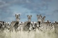 Herd of zebra in the wild savannah, Serengeti, Africa Royalty Free Stock Photo