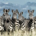 Herd of zebra in the wild savannah, Serengeti, Africa Royalty Free Stock Photo