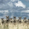 Herd of zebra in the wild savannah, Serengeti, Africa Royalty Free Stock Photo