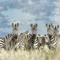 Herd of zebra in the wild savannah, Serengeti, Africa Royalty Free Stock Photo