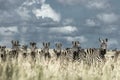 Herd of zebra in the wild savannah, Serengeti, Africa Royalty Free Stock Photo