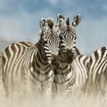 Herd of zebra in the wild savannah, Serengeti, Africa Royalty Free Stock Photo