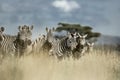 Herd of zebra in the wild savannah, Serengeti, Africa Royalty Free Stock Photo