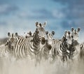 Herd of zebra in the wild savannah, Serengeti, Africa Royalty Free Stock Photo