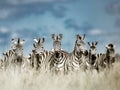 Herd of zebra in the wild savannah, Serengeti, Africa Royalty Free Stock Photo