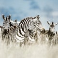 Herd of zebra in the wild savannah, Serengeti, Africa Royalty Free Stock Photo