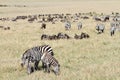 A herd of Zebra a wildebeest