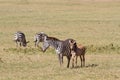 Herd of zebras