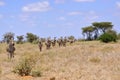 Herd of Zebras in Africa