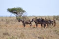 Herd of Zebras in Africa