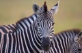 Herd of zebras (African Equids)