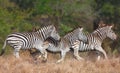 Herd of zebras (African Equids) Royalty Free Stock Photo