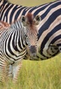 Herd of zebras (African Equids)