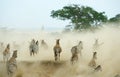 Herd of zebras (African Equids)