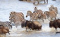 Herd of zebras (African Equids) Royalty Free Stock Photo