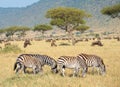 Herd of zebras (African Equids) Royalty Free Stock Photo