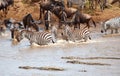 Herd of zebras (African Equids)