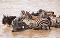 Herd of zebras (African Equids) Royalty Free Stock Photo