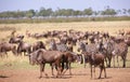 Herd of zebras (African Equids) Royalty Free Stock Photo