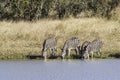 Herd of zebras in the African savannah Royalty Free Stock Photo