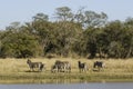 Herd of zebras in the African savannah Royalty Free Stock Photo
