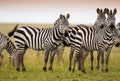 Herd of zebras on african savannah Royalty Free Stock Photo