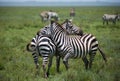 Herd of zebras on african savannah Royalty Free Stock Photo
