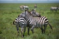 Herd of zebras on african savannah