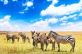 Herd of zebras on the african savannah in Serengeti National Park against blue sky with clouds. Wild nature landscape. Tanzania, Royalty Free Stock Photo