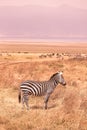 Herd of zebras in african savannah. Zebra with pattern of black and white stripes. Wildlife scene from nature in Africa. Safari in Royalty Free Stock Photo