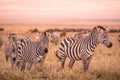 Herd of zebras in african savannah. Zebra with pattern of black and white stripes. Wildlife scene from nature in Africa. Safari in Royalty Free Stock Photo
