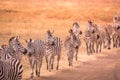 Herd of zebras in african savannah. Zebra with pattern of black and white stripes. Wildlife scene from nature in Africa. Safari in Royalty Free Stock Photo