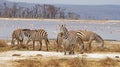 A herd of zebras against the backdrop of Lake Nakuru in Kenya.